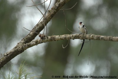 Pin-Tailed Whydah  (Dominicanerwida)
