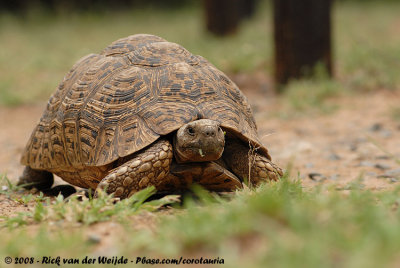 Leopard Tortoise  (Luipaardschildpad)