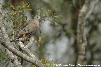 Smaragdvlekduif / Emerald-Spotted Wood-Dove