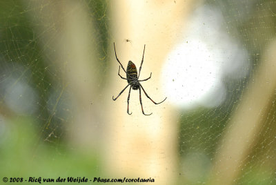 Red-Legged Golden Orb-Web SpiderNephila inaurata inaurata
