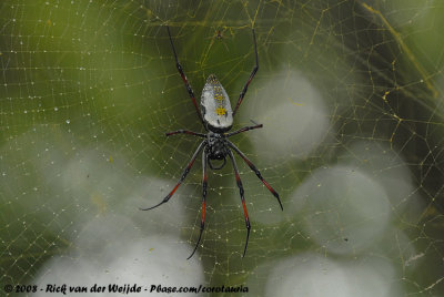 Red-Legged Golden Orb-Web SpiderNephila inaurata inaurata