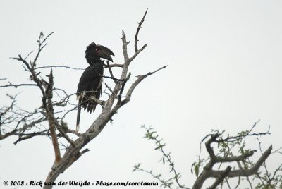 Trompetneushoornvogel / Trumpeter Hornbill
