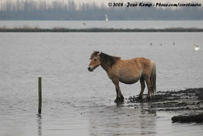 Fjord / Norwegian Fjord Horse