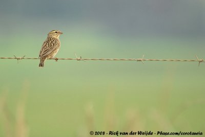 Hanenstaartwidavink / Long-tailed Widowbird