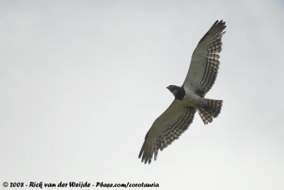 Zwartborstslangenarend / Black-Chested Snake-Eagle