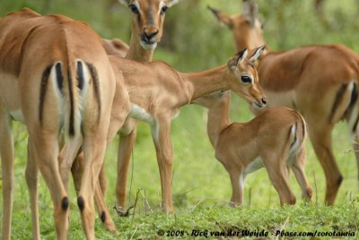 Impala / Impala