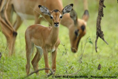 Impala / Impala