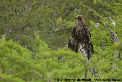 Wahlbergs Arend / Wahlberg's Eagle
