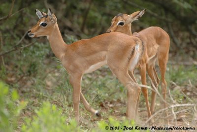 Impala / Impala