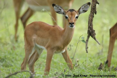 Impala / Impala