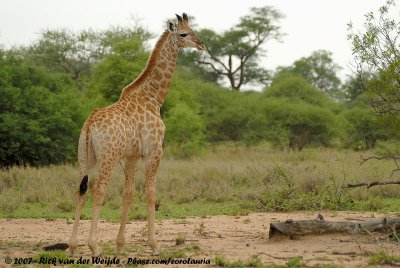 Southern GiraffeGiraffa camelopardalis giraffa