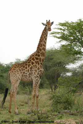 Southern GiraffeGiraffa camelopardalis giraffa