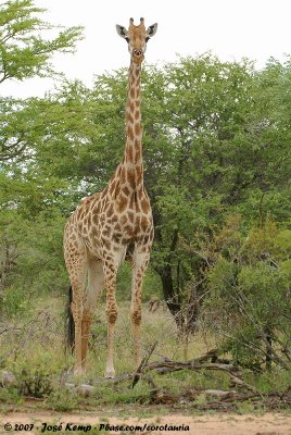 Southern GiraffeGiraffa camelopardalis giraffa
