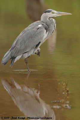 Grey HeronArdea cinerea cinerea
