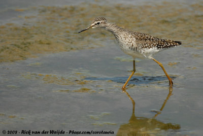 Bosruiter / Wood Sandpiper