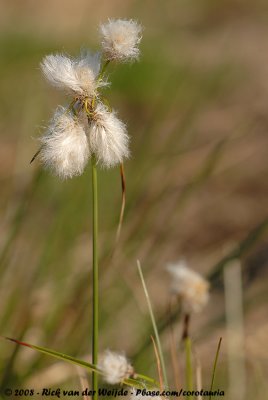 Veenpluis / Common Cottongrass