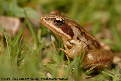 Heikikker / Moor Frog