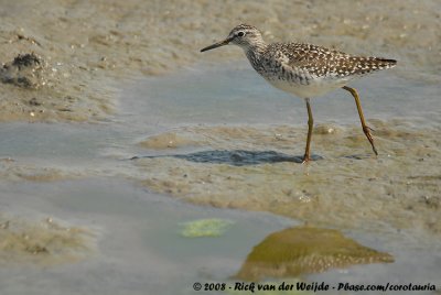 Bosruiter / Wood Sandpiper