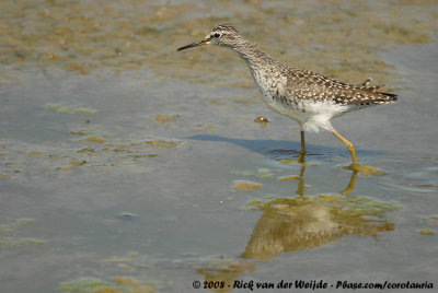 Bosruiter / Wood Sandpiper