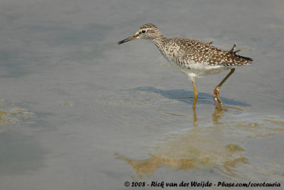 Bosruiter / Wood Sandpiper