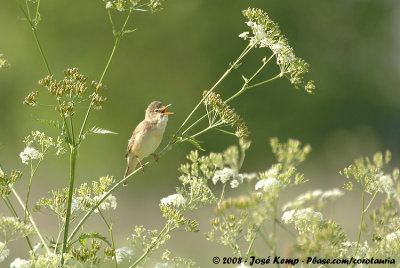 Bosrietzanger / Marsh Warbler