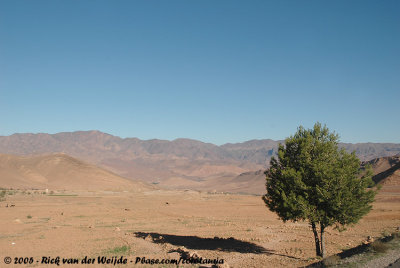 Lonesome Tree