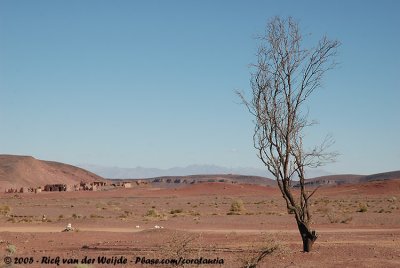 Just loving lonesome trees