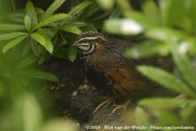 Harlekijnkwartel / Harlequin Quail