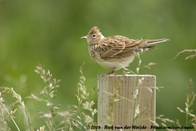 Veldleeuwerik / Eurasian Skylark