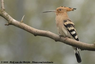 Hoopoes  (Hoppen)