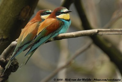 Bijeneter / European Bee-Eater