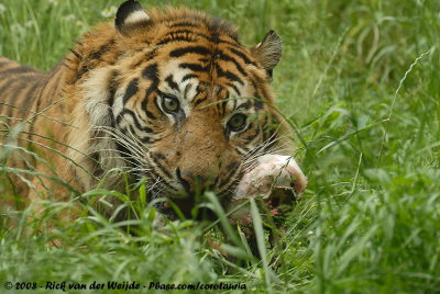 Sumatraanse Tijger / Sumatran Tiger