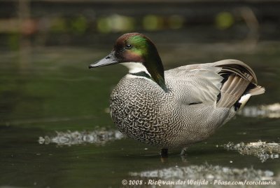 Falcated Duck  (Bronskopeend)