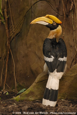 Dubbelhoornige Neushoornvogel / Great Hornbill