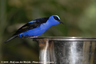 Blauwe Suikervogel / Red-Legged Honeycreeper