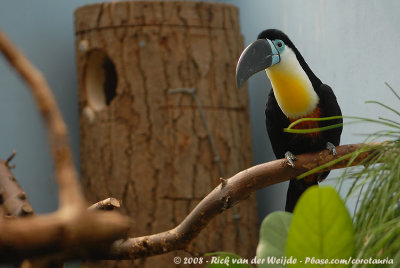 Channel-Billed Toucan  (Groefsnaveltoekan)