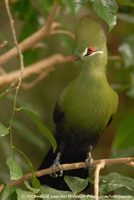 Groene Toerako / Green Turaco