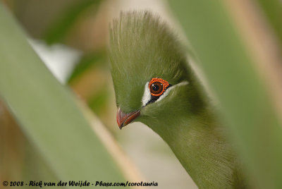 Groene Toerako / Guinea Turaco