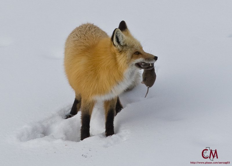 Fox with Rodent