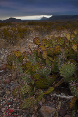 Prickly Pear - Big Bend National Park