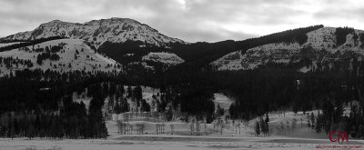 Lamar Valley Morning