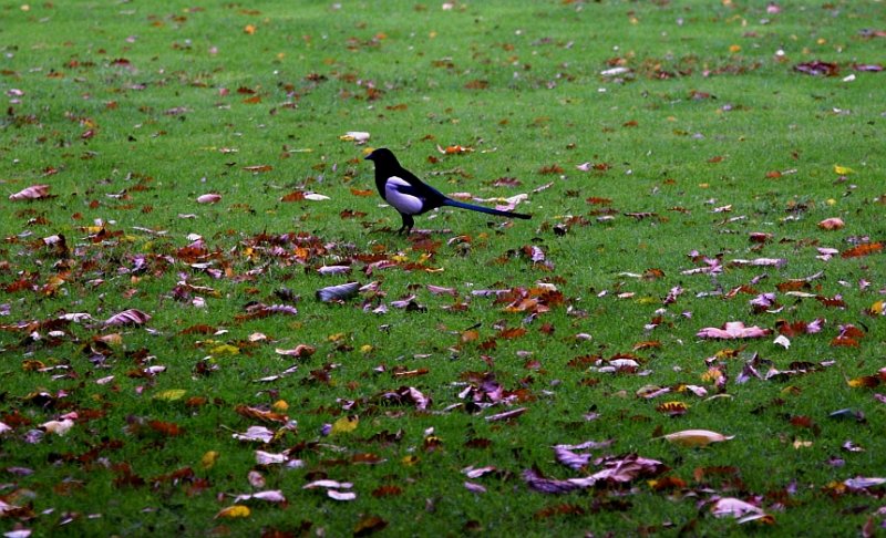 magpie in the city