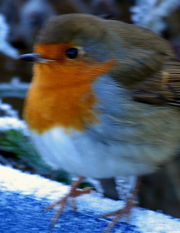 frozen asset  ~
always a beautiful Robin