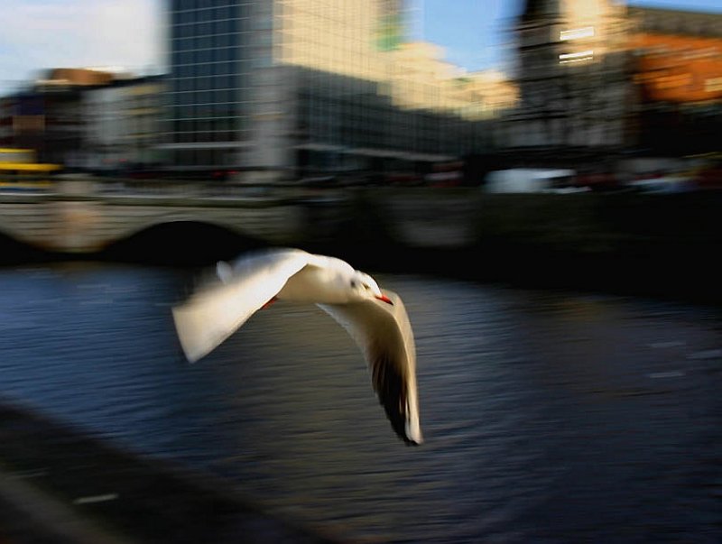 seagull in the city

Dublin