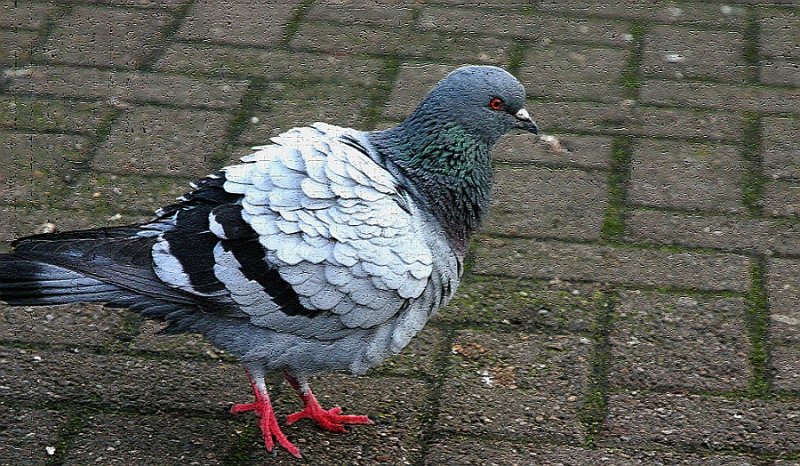 pigeon

 

