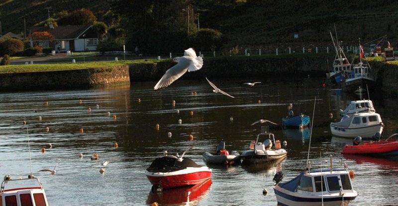 seagulls fly over
  Courtown Harbour
County Wexford