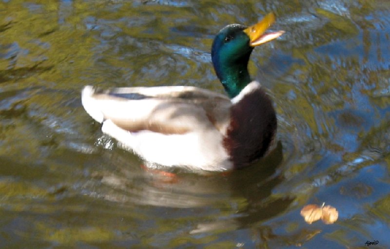  happy duck

 ponding
