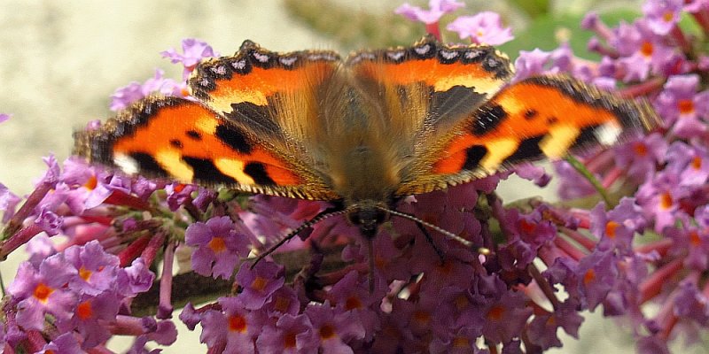 
outside the kitchen door

small tortoiseshell butterfly
wingspan 42mm 
(no measure tape used...details in a little book )
 :))