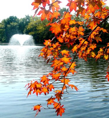 japanese maple and fountain