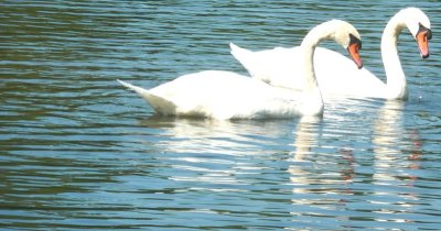 swans